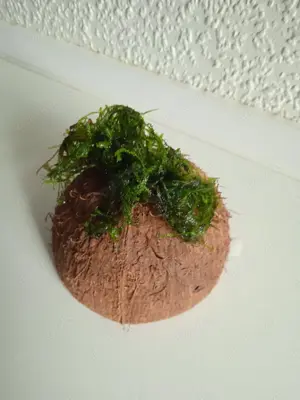Halbe Kokosnussschalen bepflanzt mit Javamoos Bild 4