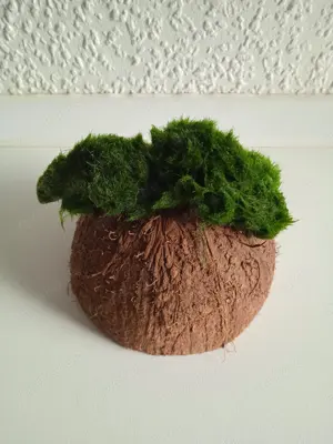 Halbe Kokosnussschalen bepflanzt mit Mooskugel