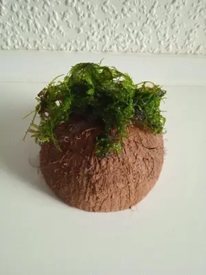Halbe Kokosnussschalen bepflanzt mit Javamoos Bild 3