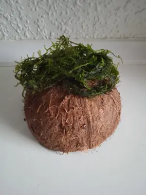 Halbe Kokosnussschalen bepflanzt mit Javamoos Bild 2