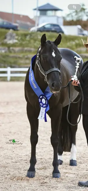 schicke Quarter Horse Stute