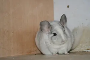 Chinchillapäarchen Chinchilla mit Käfig sucht neues Zuhause 