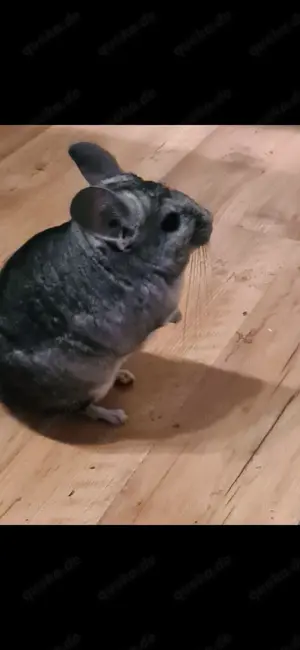 2 Chinchilla-Männchen zu verkaufen 