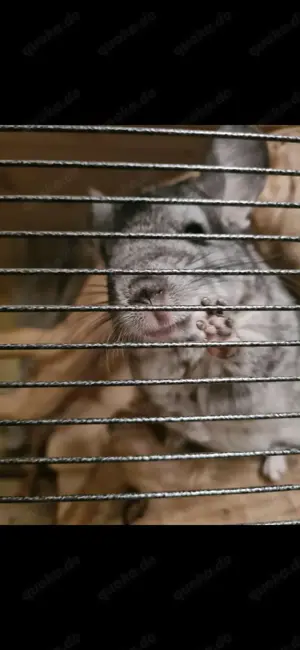 2 Chinchilla-Männchen zu verkaufen 