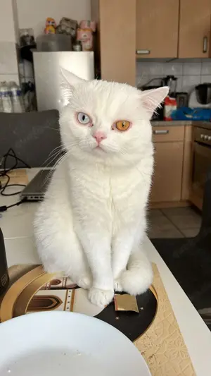 Deckkater 