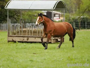 Pferdebox Stallplatz frei 