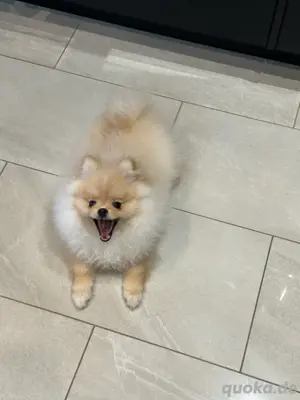 Pomeranian Welpen