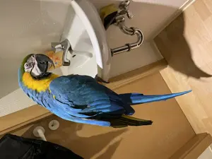 Ara Papagai gelb blau für züchten reif Männlich  Bild 3
