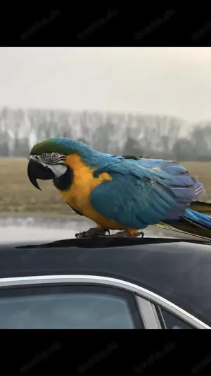 Ara Papagai gelb blau für züchten reif Männlich  Bild 4
