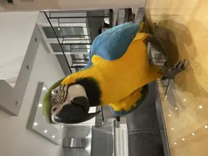 Ara Papagai gelb blau für züchten reif Männlich  Bild 2