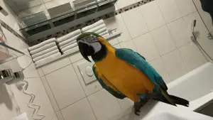 Ara Papagai gelb blau für züchten reif Männlich  Bild 7