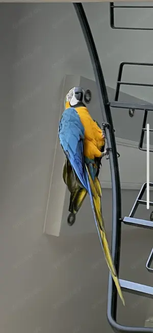 Ara Papagai gelb blau für züchten reif Männlich  Bild 6