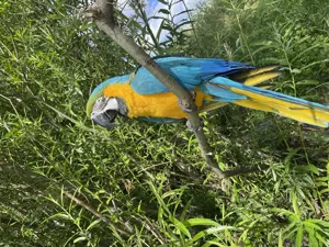 Ara Papagai gelb blau für züchten reif Männlich 