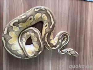 Python Regius, Königspython 0.1 Lesserpastel 100% het. Clown, pos het.Piebald Bild 2