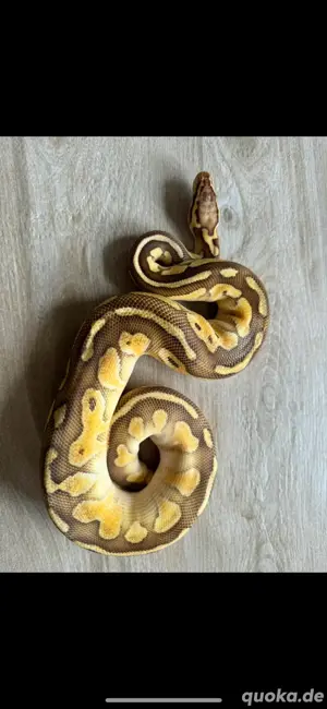 Python Regius, Königspython 0.1 Lesserpastel 100% het. Clown, pos het.Piebald Bild 4