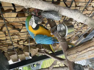 Ara Papagai gelb blau für züchten reif Männlich  Bild 5