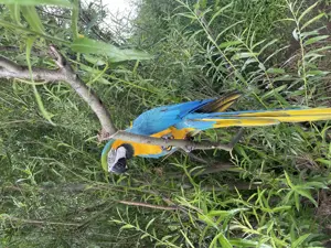 Ara Papagai gelb blau für züchten reif Männlich  Bild 8