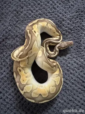 Python Regius, Königspython 0.1 Lesserpastel 100% het. Clown, pos het.Piebald Bild 3