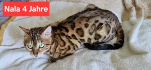 zwei weibliche Bengal Katzen 