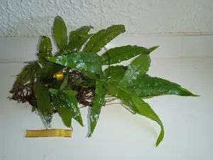 Verschiedene große Javafarn (Microsorum pteropus)