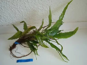 Verschiedene große Javafarn (Microsorum pteropus)