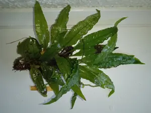 Verschiedene große Javafarn (Microsorum pteropus)