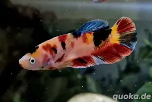 Einige Koi Kampffisch Weibchen Betta splendens 