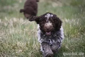 Lagotto Romagnolo Welpen