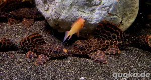 L165 Wabenschilderwels Glyptoperichthys gibbiceps