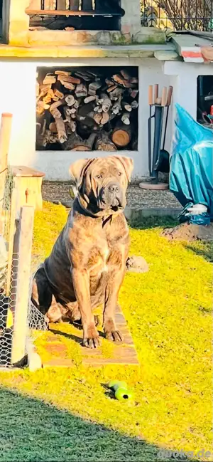 Deckrüde Mailo