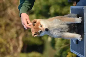 Shiba Inu Welpen