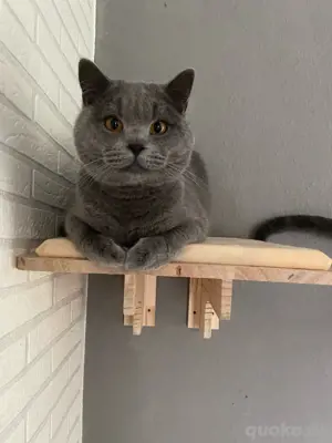 katzenpäärchen suchen ein dosenöffner 