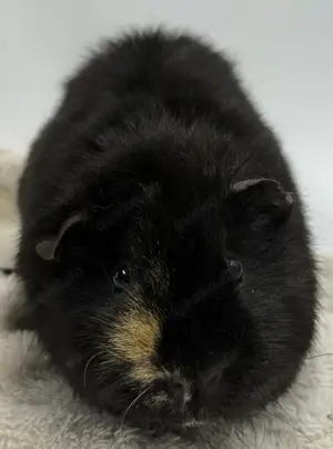 Meerschweinchen US Teddy und Glatthaar  Bild 2