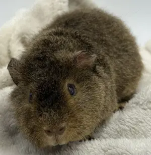 Meerschweinchen US Teddy und Glatthaar 