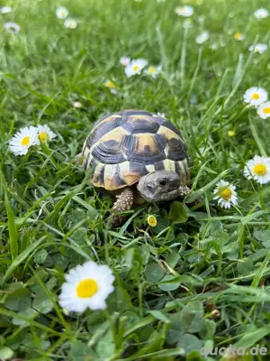 Griechische Landschildkröten   Nachzuchten abzugeben