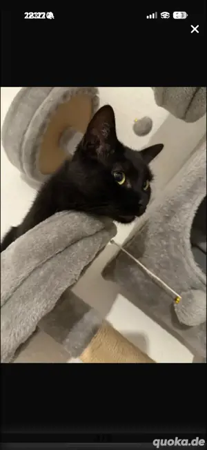 Kater (Kastriert)