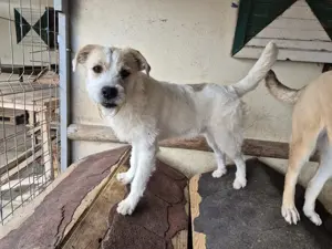 Zaunrüde weiß-braun möchte zu seinen Menschen reisen