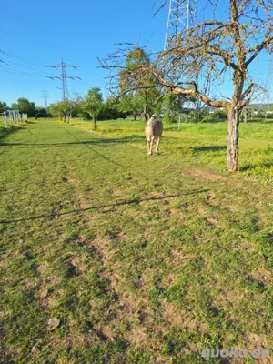 Weide  Stallkumpel im Offenstall gesucht