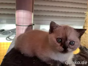 Baby Katze bkh Britisch Kurzhaar