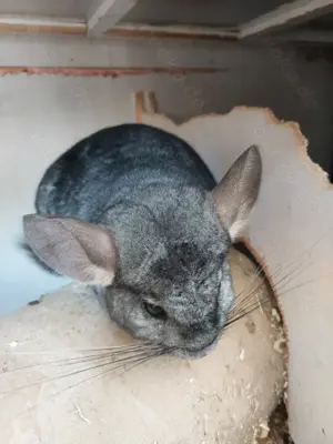 RESERVIERT - 2 Chinchillas abzugeben 