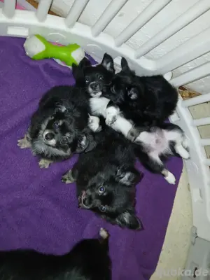 pomchi rüden