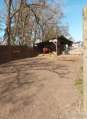Pferd zur Verfügung