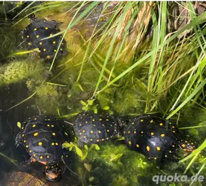 Clemmys guttata (Tropfenschildkröte)