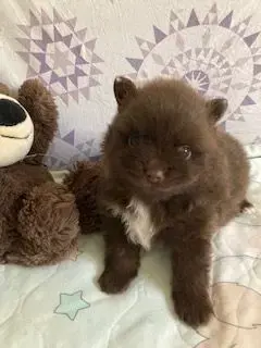 Zauberhaftes echtes Mini schoko Pomeranian Bärchen mit Ahnentafel
