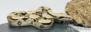 BCI Mädchen fünf 