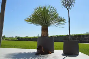 Toypudel Asiatischeline Dark Red ( DECKRÜDE KEIN VERKAUF )