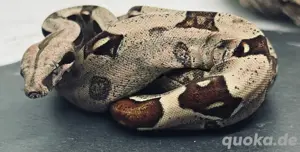 BCI Mädchen neun