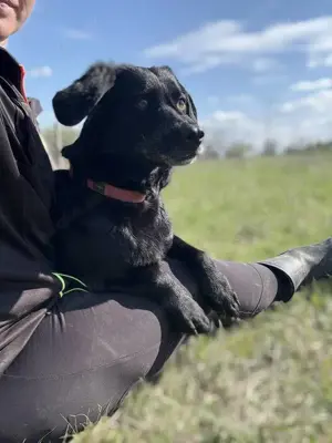 Dana sucht dringend ein liebevolles Zuhause Bild 8