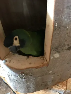 Goldnackenara Paar Reservierung 