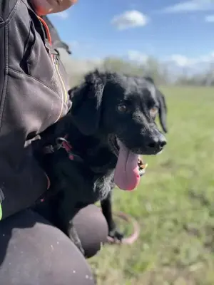 Dana sucht dringend ein liebevolles Zuhause Bild 7